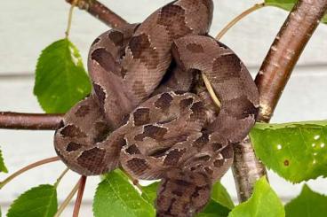 Boas kaufen und verkaufen Foto: Corallus annulatus for Hamm