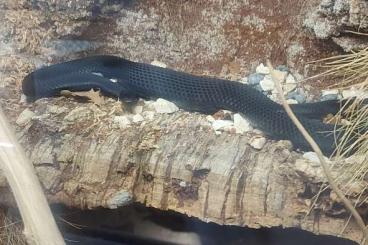 Venomous snakes kaufen und verkaufen Photo: 0.1 Vipera nikolskii adult cb