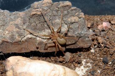other spiders kaufen und verkaufen Photo: Biete Latrodectus & Loxosceles