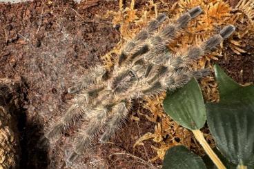 Vogelspinnen kaufen und verkaufen Foto: Biete B. horrida, H. gigas & P. tigrinawesseli