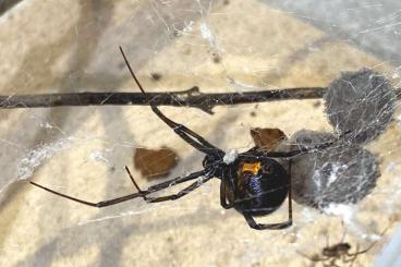 echte Webspinnen kaufen und verkaufen Foto: Biete Latrodectus & Loxosceles