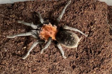 - bird spiders kaufen und verkaufen Photo: Biete B. horrida, H. gigas & P. tigrinawesseli