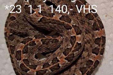 Venomous snakes kaufen und verkaufen Photo: porthidium ophryomegas NZ 9.23