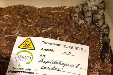 Giftschlangen kaufen und verkaufen Foto: Trimeresurus/ Agkistrodon/ Boiga