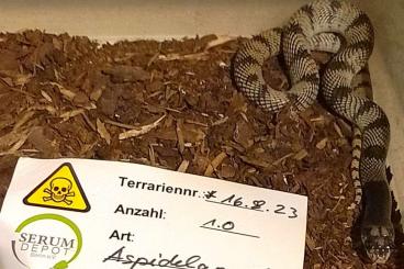 Venomous snakes kaufen und verkaufen Photo: Boiga, Aspidelaps, Trimeresurus, Agkistrodon 