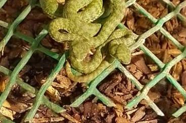 Giftschlangen kaufen und verkaufen Foto: Boiga / trimeresurus venustus