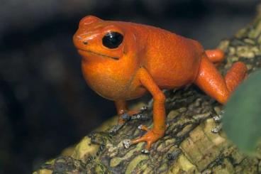 Poison dart frogs kaufen und verkaufen Photo: Biete 1,0 O. pumilio Solarte / Nancy