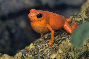 Pfeilgiftfrösche kaufen und verkaufen Foto: Gebe ab: 1,0 Oophaga pumilio Nancy (Solarte)