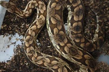 Schlangen kaufen und verkaufen Foto: Acrantophis madagascariensis und dumerili