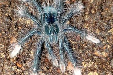 Spiders and Scorpions kaufen und verkaufen Photo: 0.1 Theraphosa apophysis, 3.Fh, 80€