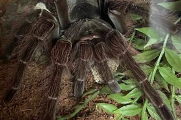 Spinnen und Skorpione kaufen und verkaufen Foto: 0.1 Theraphosa blondi, NZ 12/2019, 285€