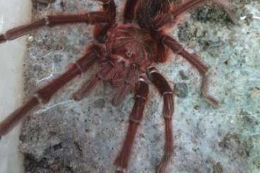 Spinnen und Skorpione kaufen und verkaufen Foto: 1.0 Theraphosa apophysis, Rh 12/24, 50€