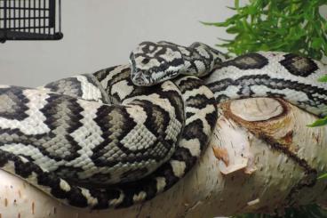 Pythons kaufen und verkaufen Foto: Nice carpet python project for sale. 