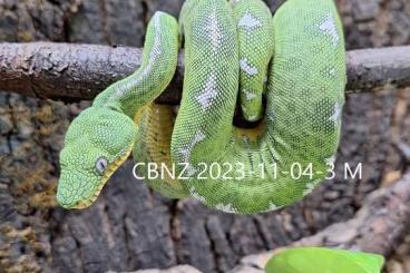 Boas kaufen und verkaufen Photo: 2.0 Corallus batesii - Nachzucht von 11/2023