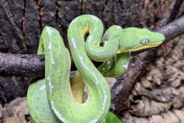 Boas kaufen und verkaufen Foto: 1,0 Corallus batesii - Nachzucht von 11/2023