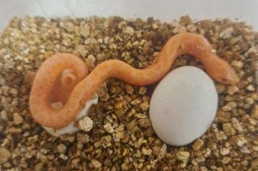 Snakes kaufen und verkaufen Photo: hognose morphs for sale ‘24 