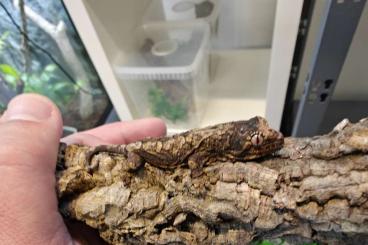 Geckos kaufen und verkaufen Foto: 0.0.20 R. Auriculatus und 0.0.4 R. Chahoua