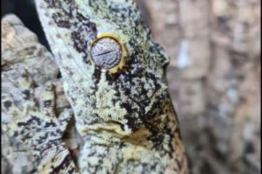 Geckos kaufen und verkaufen Foto: For Hamm leachianus, chahoua, auriculatus