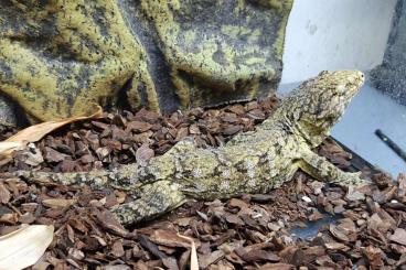 Geckos kaufen und verkaufen Foto: Rhacodactylus leachianus and auriculatus for Hamm