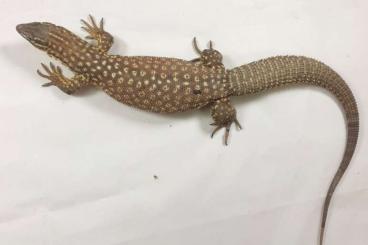 Warane kaufen und verkaufen Foto: Stachelschwanzwaran Varanus acanthurus von DRAGONZOO.de