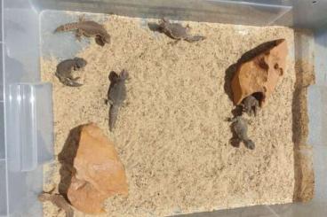 Agama kaufen und verkaufen Photo: Dornschwanzagamen Uromastyx nigriventris von DRAGONZOO.de