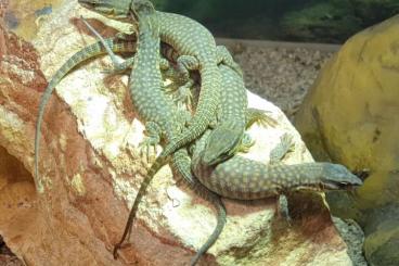 Warane kaufen und verkaufen Foto: Stachelschwanzwarane Varanus acanthurus von DRAGONZOO.de