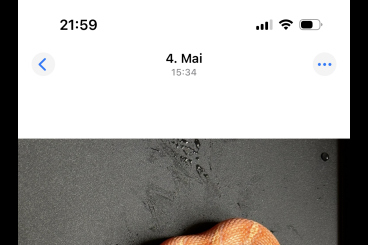 Snakes kaufen und verkaufen Photo: Albino Elaphe schrenckii CHNZ 2025 Snakes kaufen und verkaufen Photo: Albino Elaphe schrenckii CHNZ 2025