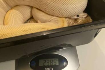 Ball Pythons kaufen und verkaufen Photo: Kopys, ballpythons due to ending hobby