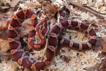 Snakes kaufen und verkaufen Photo: Pantherophis guttatus cornsnakes