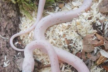 Schlangen kaufen und verkaufen Foto: Pantherophis guttatus cornsnakes