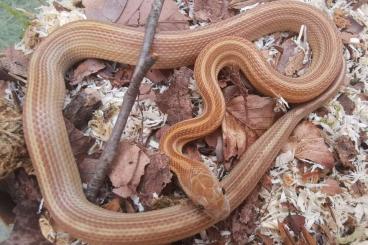 Schlangen kaufen und verkaufen Foto: Pantherophis guttatus cornsnakes