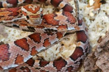 Snakes kaufen und verkaufen Photo: Hetero scaleless palmetto