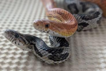 Snakes kaufen und verkaufen Photo: Adult 1.0 Hetero scaleless palmetto (Pantherophis guttatus)