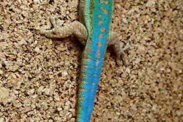 Geckos kaufen und verkaufen Photo: Phelsuma Nachzuchten Münsterland 