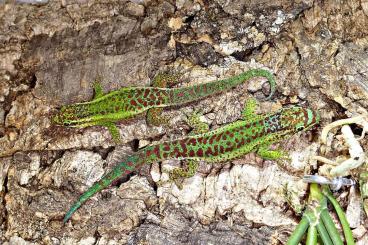 Geckos kaufen und verkaufen Photo: Phelsuma Nachzuchten Hamm