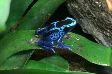 Pfeilgiftfrösche kaufen und verkaufen Foto: Dendrobates Nachzuchten Hamm