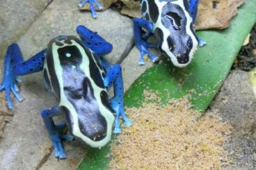 Pfeilgiftfrösche kaufen und verkaufen Foto: Dendrobates Nachzuchten DNZ