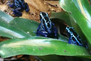 Pfeilgiftfrösche kaufen und verkaufen Foto: Dendrobates Nachzuchten Münsterland 