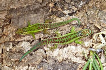 Geckos kaufen und verkaufen Foto: Phelsuma Nachzuchten Hamm