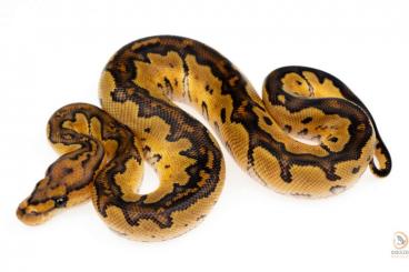 Schlangen kaufen und verkaufen Foto: Python regius morphs Hamm / Verona / Sweden / shipping