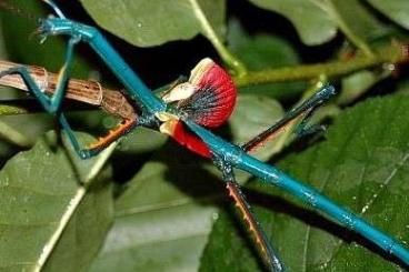 Insekten kaufen und verkaufen Foto: Achrioptera manga for Hamm