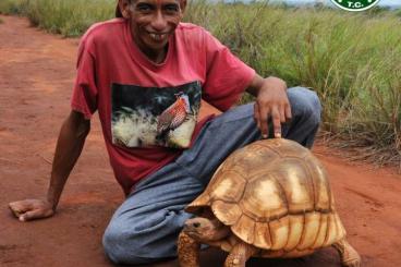 Tortoises kaufen und verkaufen Photo: Looking for in Hamm or pick up all around Europe