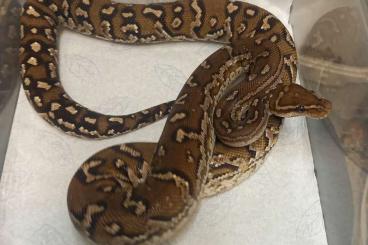 Schlangen kaufen und verkaufen Foto: Python anchietae/ Angola Python 