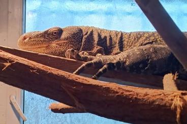 Monitor lizards kaufen und verkaufen Photo: Varanus salvadorii                                        