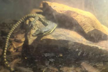 Monitor lizards kaufen und verkaufen Photo: 0,0,2 Varanus glauerti                                                