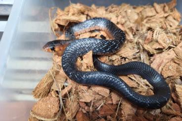 Schlangen kaufen und verkaufen Foto: Drymarchon couperi pair snakeday Houten 