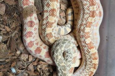 Nattern ungiftige  kaufen und verkaufen Foto: Pithuophis catenifer sayi stillwater hypo male