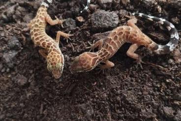 Geckos kaufen und verkaufen Foto: 1,2 Cyrtodactylus peguensis 
