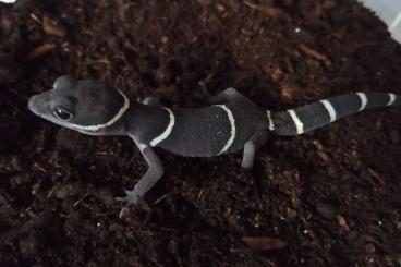 Geckos kaufen und verkaufen Foto: 0,0,5 Goniurosaurus hainanensis axantic 