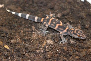 Geckos kaufen und verkaufen Foto: 2,2 Goniurosaurus orientalis CB 2024